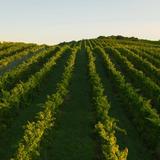 Leelanau Peninsula Wine Trail