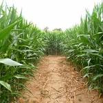 Wilke's Corn Maze & Pumpkin Patch