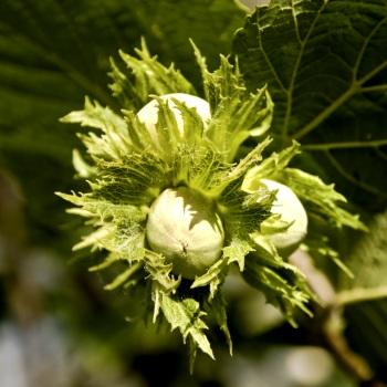 Hazelnut Tree
