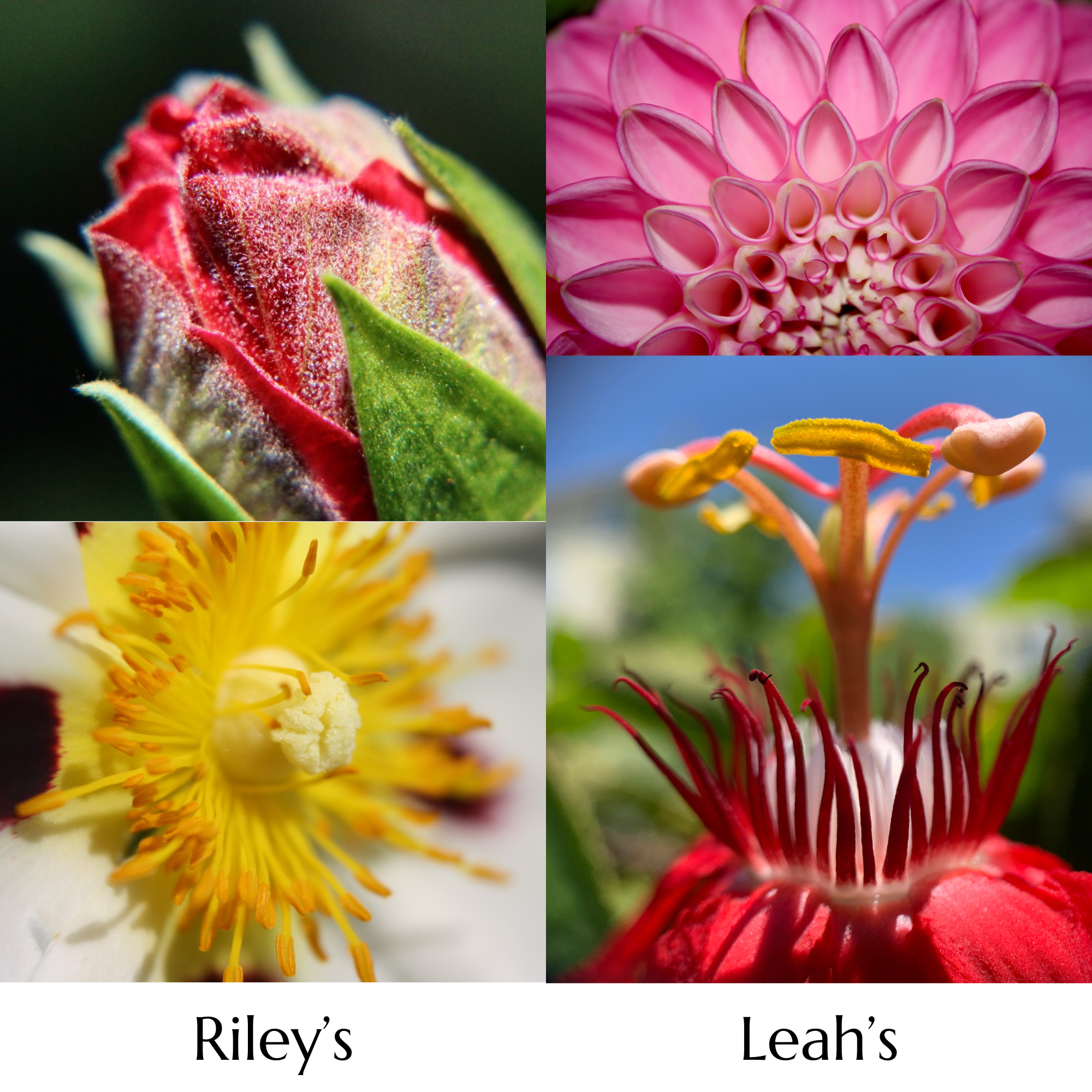 From the start, their connection was undeniable. On their first date, they discovered their shared love for macro photography (close-up photography of small subjects).