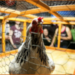 Chicken Sh*t Bingo