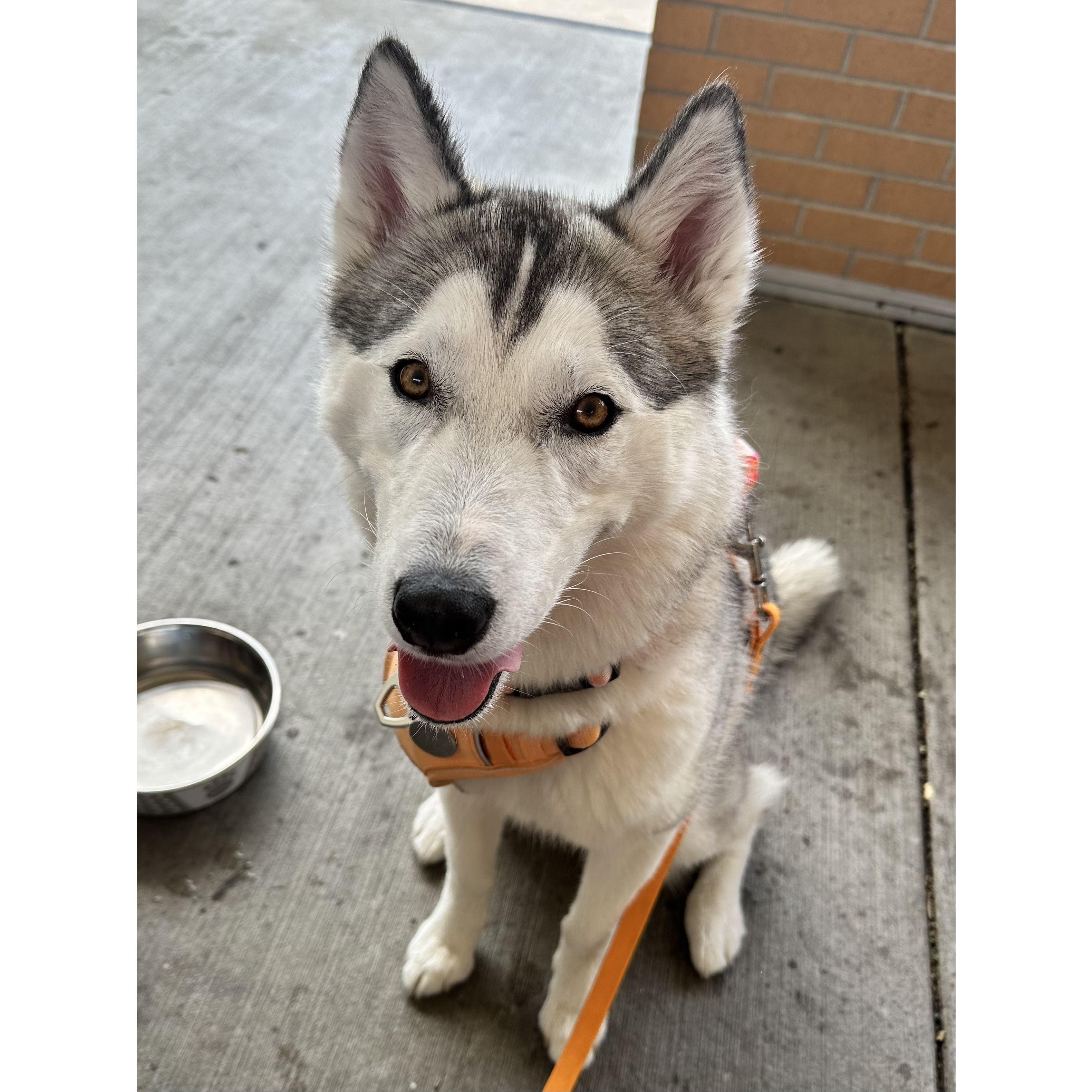 Nemesis - 3 years old