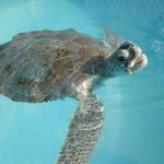 Turtle Hospital