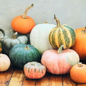 Fall Pumpkin Patch Trip