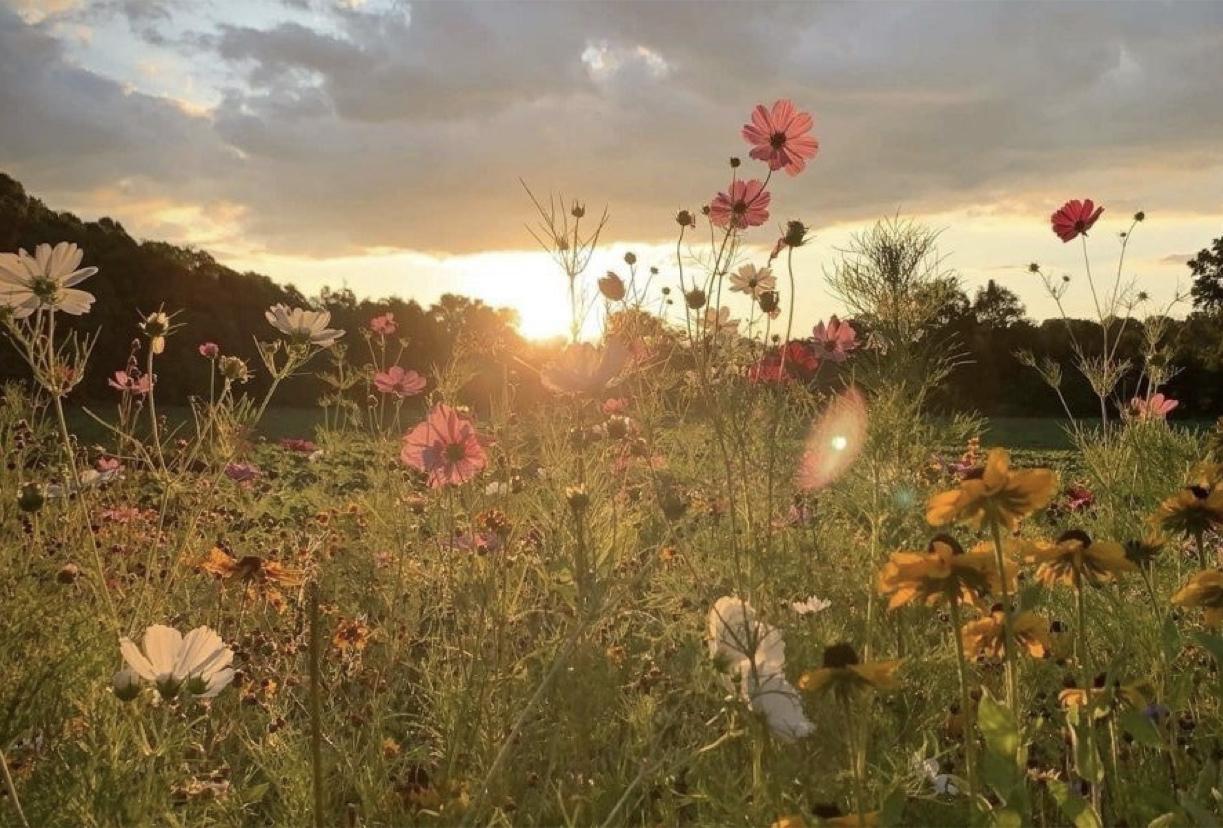 The Wedding Website of Taylor Dunham and Will Atwater