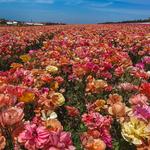 The Carlsbad Flower Fields