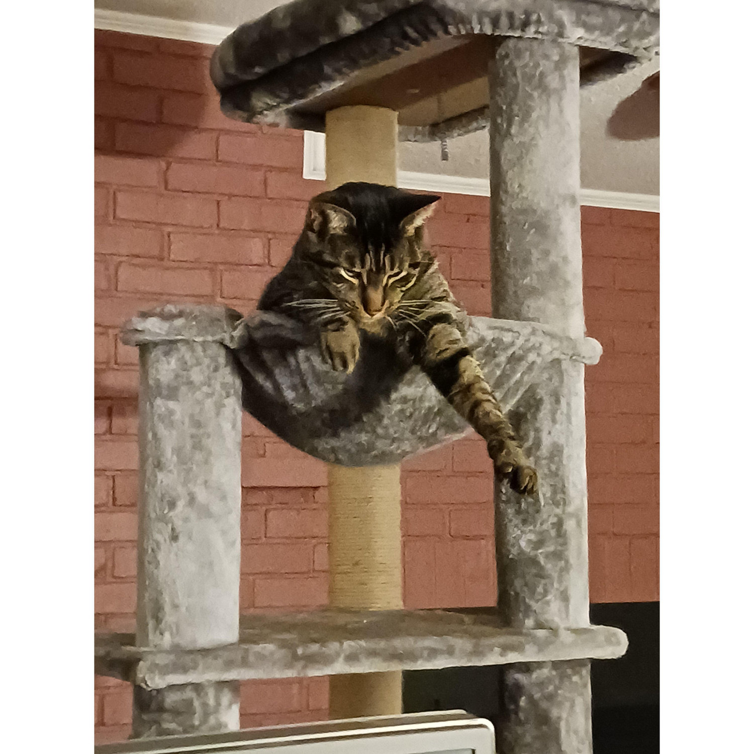 This spoiled gentleman loves philanthropy
