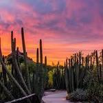 Desert Botanical Garden