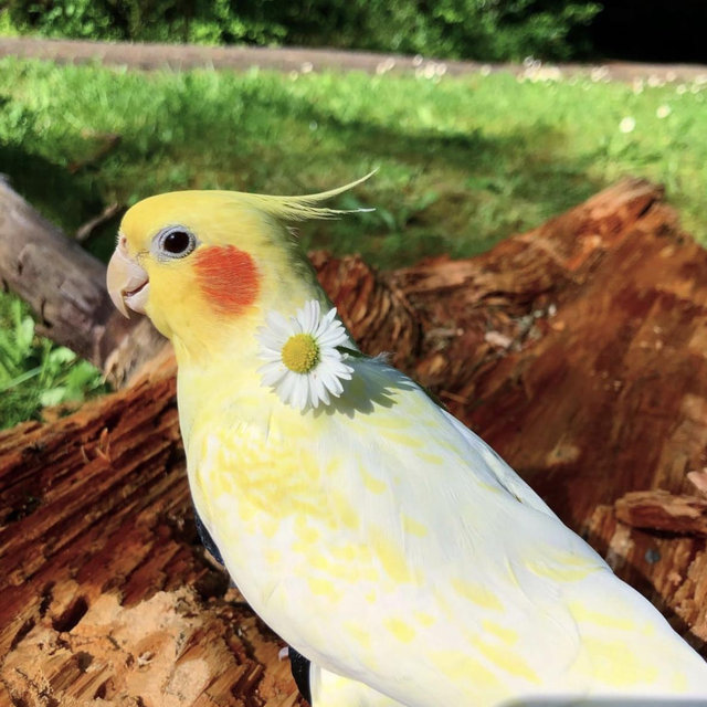 Our Bird Fund