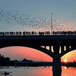Bats at Sunset on S. Congress Bridge