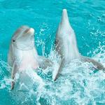 Dolphin Swim Adventures