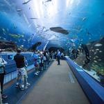 Georgia Aquarium