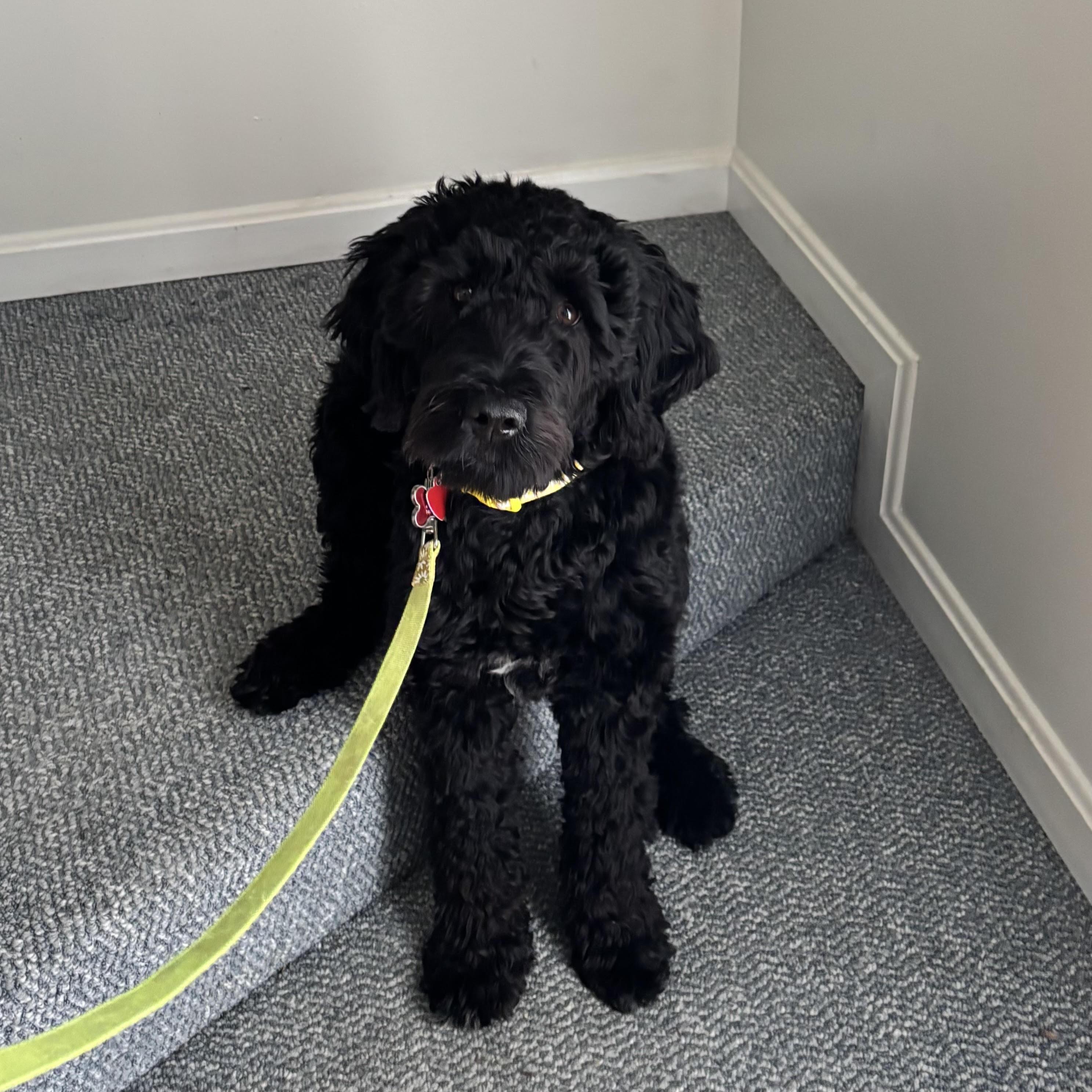Cherry, 7 months old, 2025