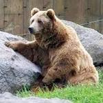 Montana Grizzly Encounter