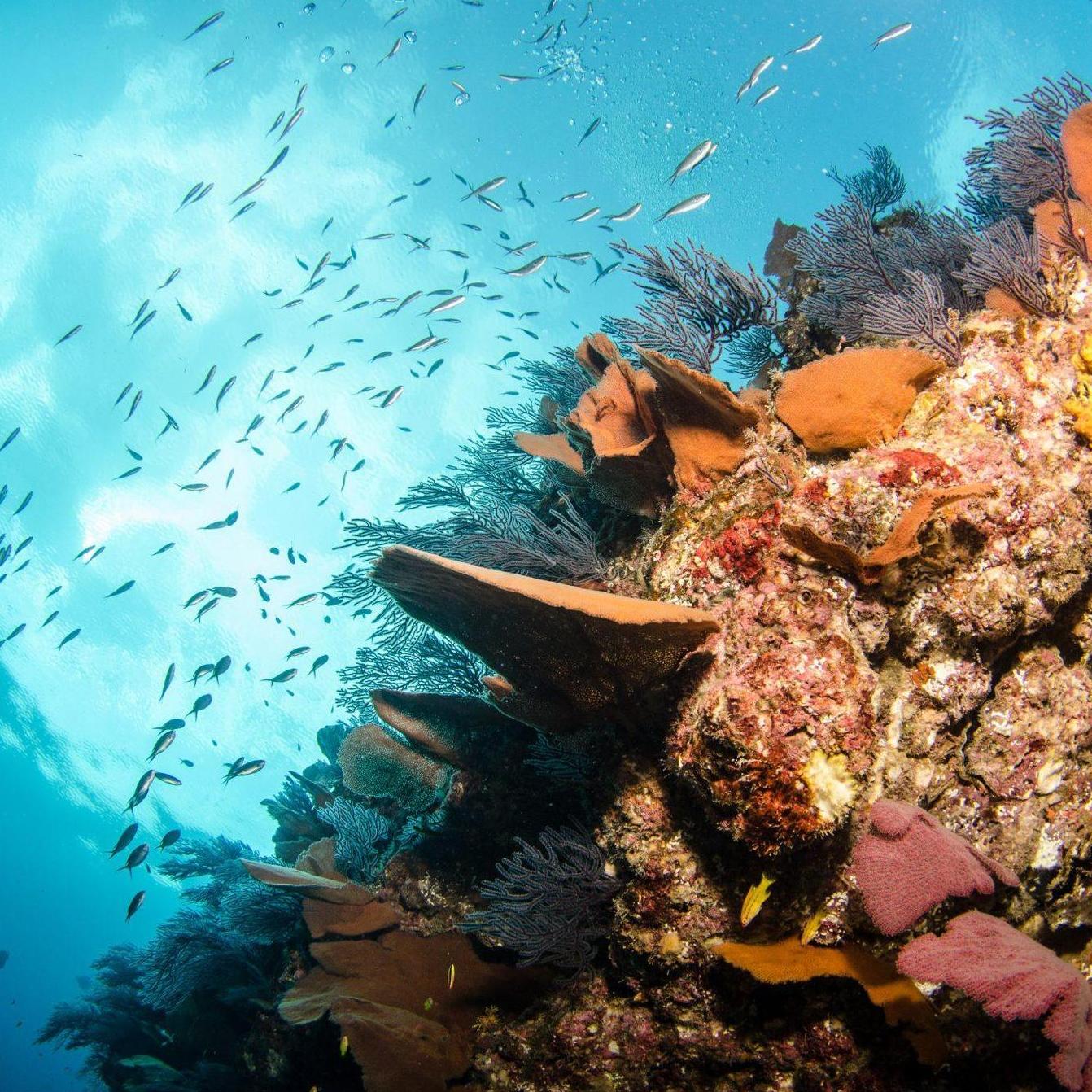 The Sea of Cortez has some of the most amazing diving!
