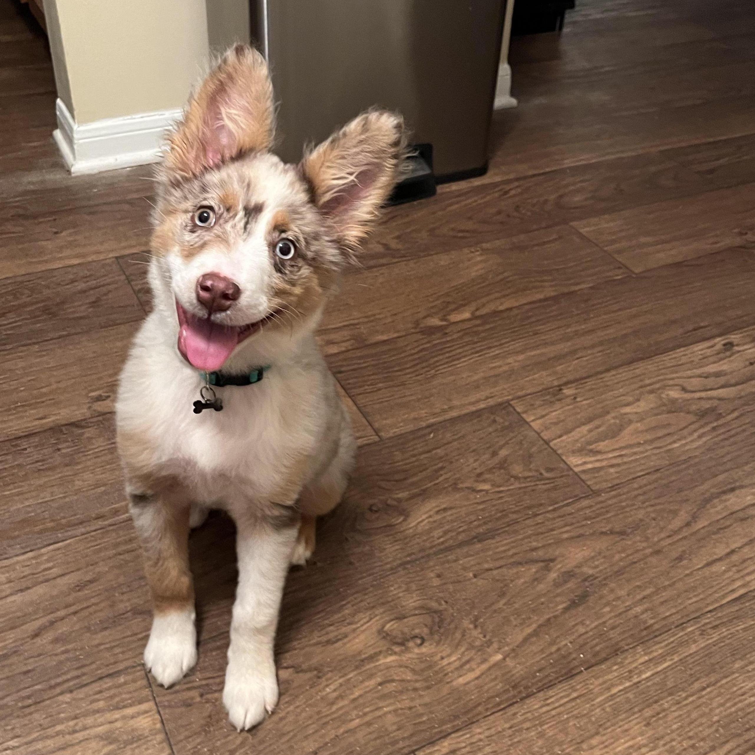 Our newest addition, Oakley Grace.