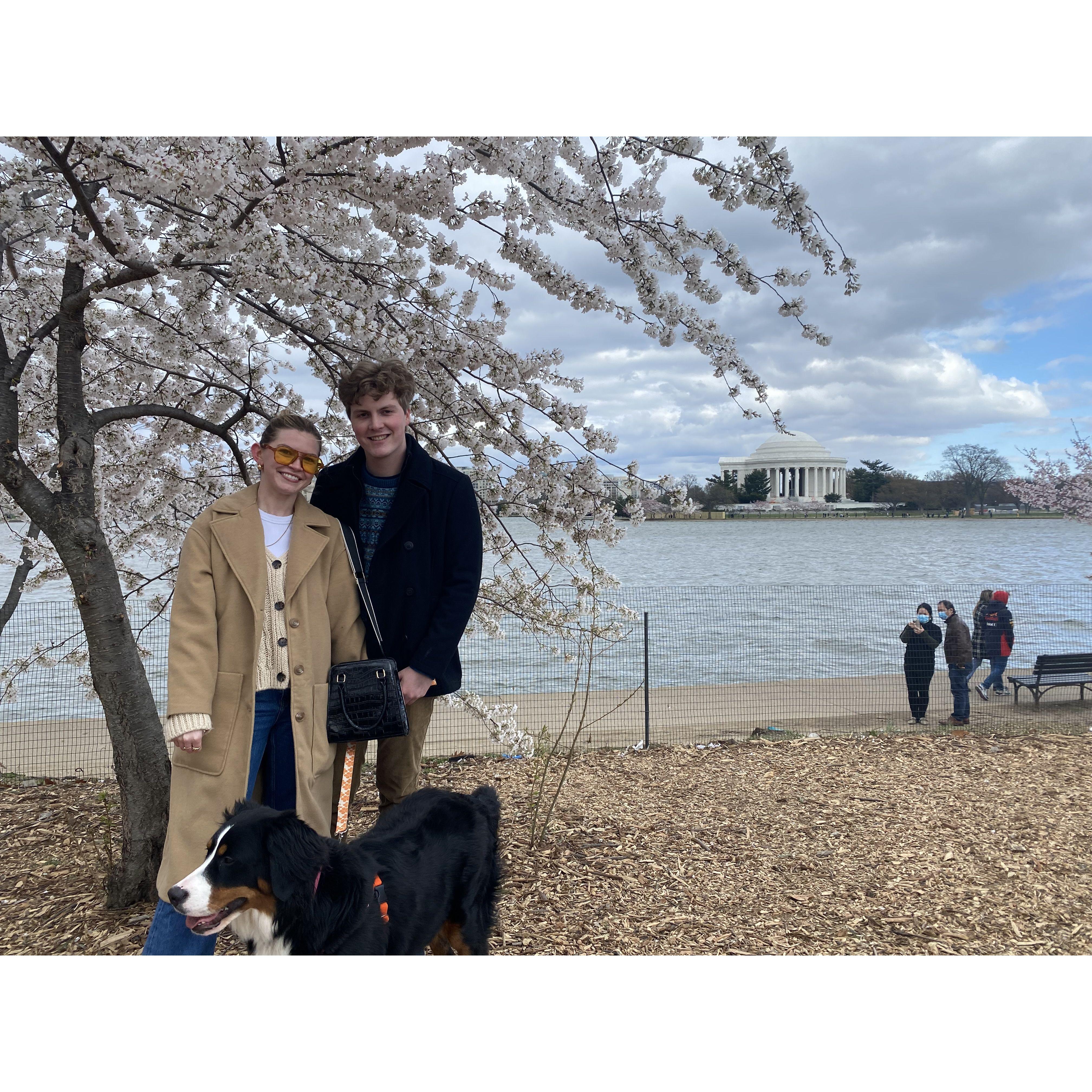 Cherry Blossoms in DC 2022