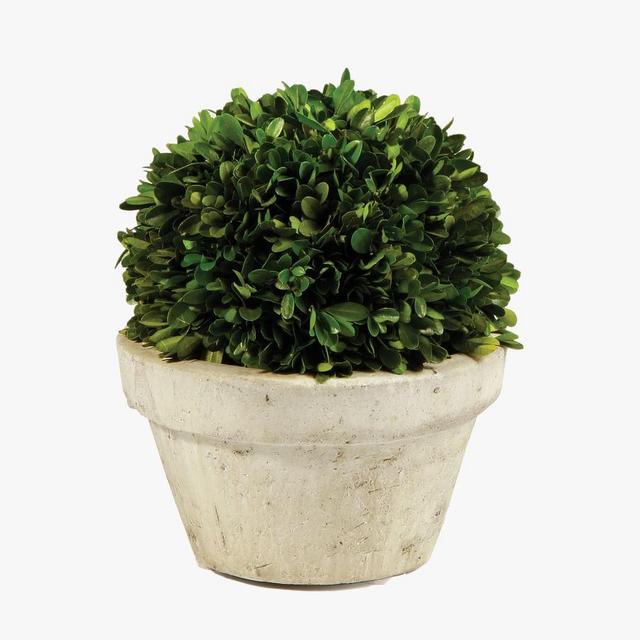 Preserved Boxwood Ball In Pot, 10"