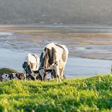 Point Reyes Farmstead Cheese Co