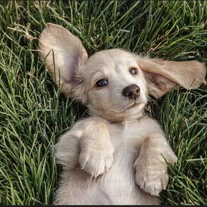 Our New Mini Dachshund Puppy