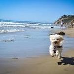 Hendrys Beach