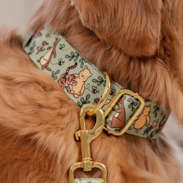 The collar for our dog when we’re able to get him