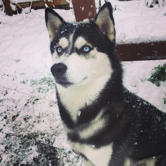 Bandit Boy!