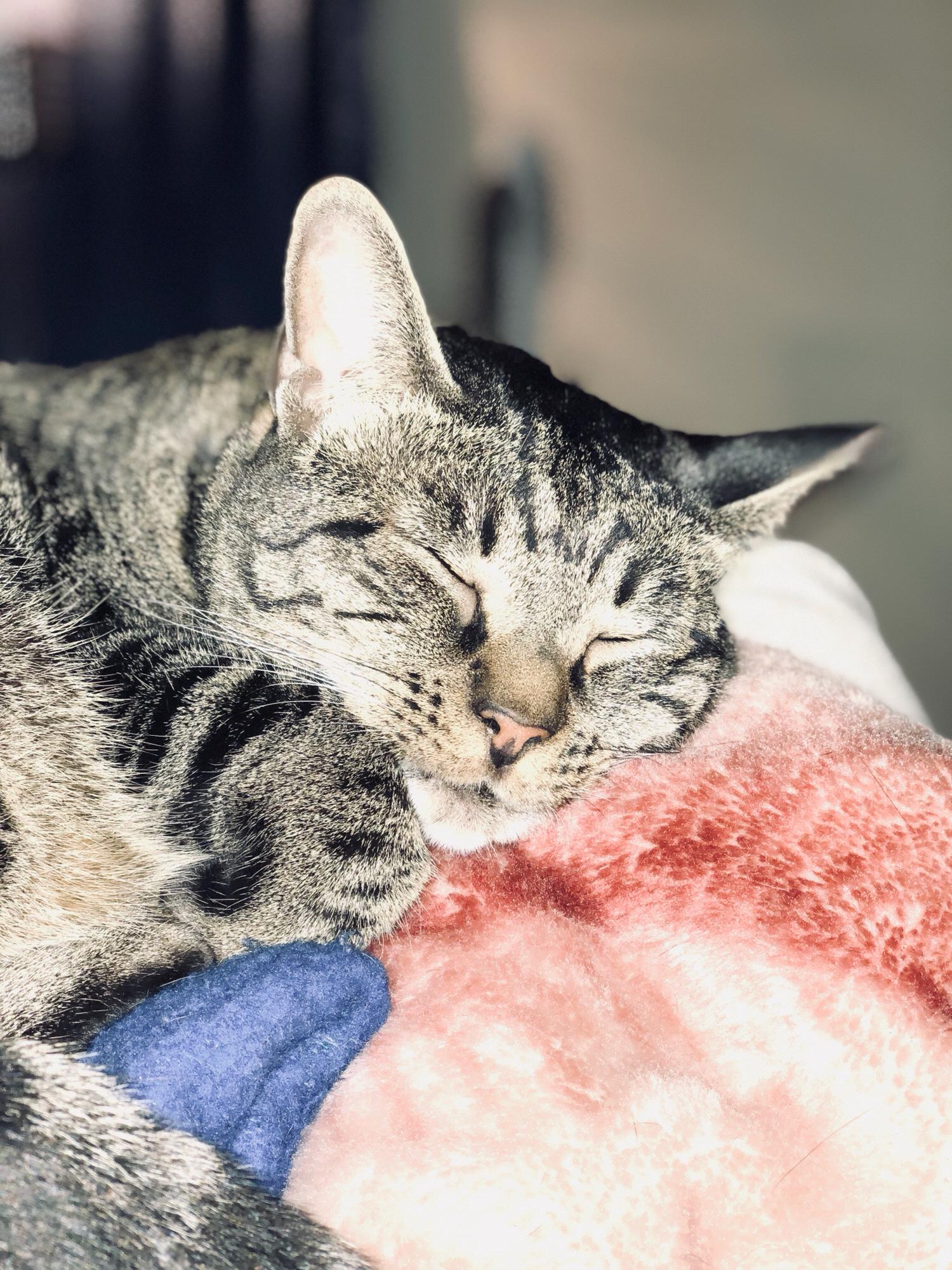 Meet Nobi! Our feline princess. She’s quite the lover when she wants to be, sleeps up next to Caitlyn’s head every night, purrs like a lawn mower, and drools when she kneads our blankets.