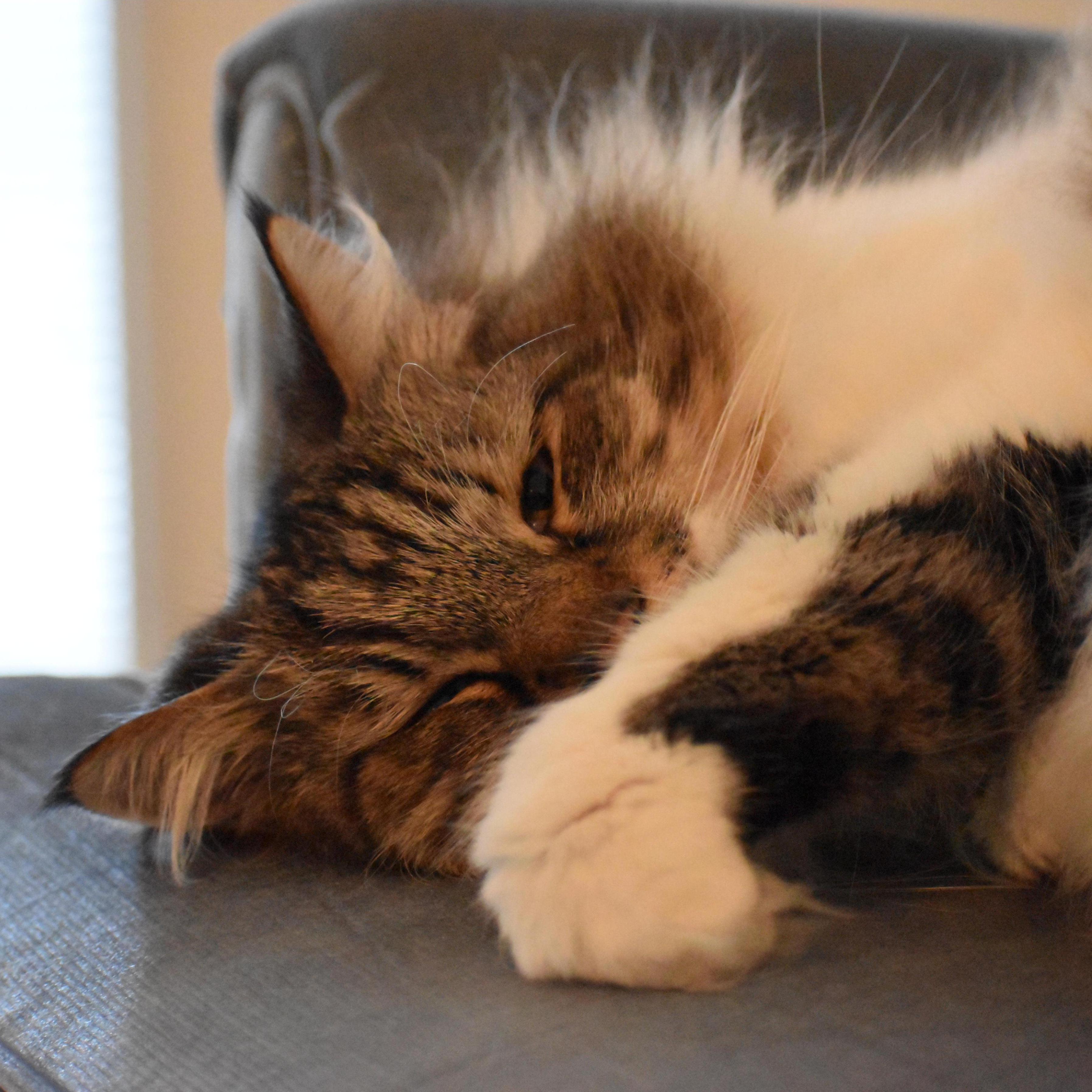 And one cat picture for good luck.