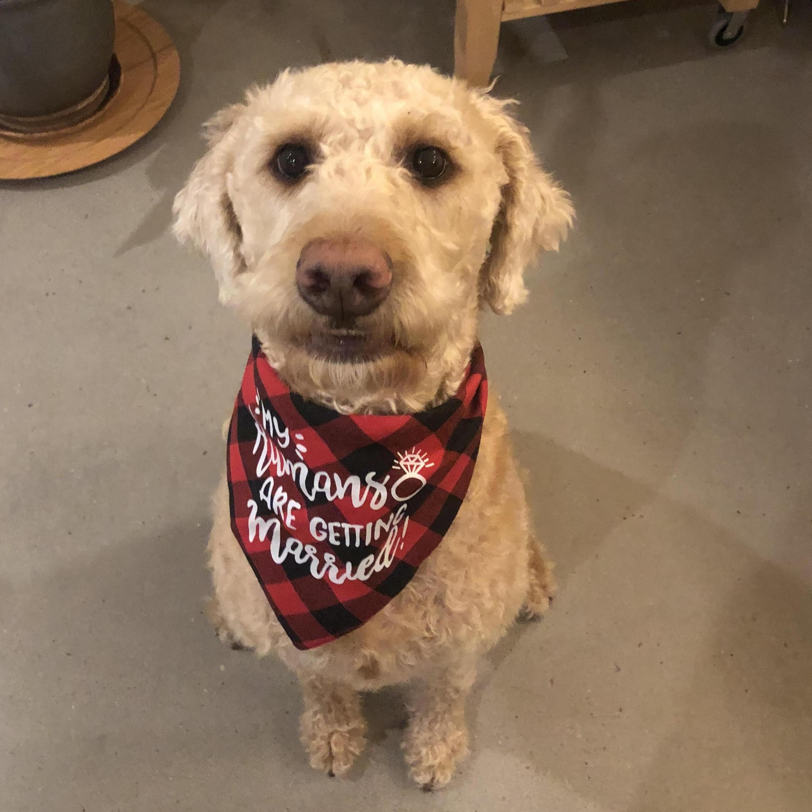 "My humans are getting married!"