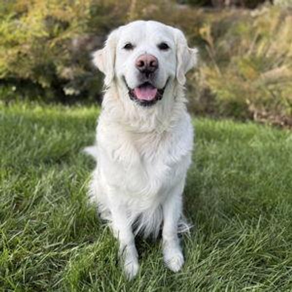 Alfie's Bone Fund (Guy's Gotta Eat)