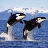 San Juan Islands & Whale Watching
