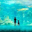 The Florida Aquarium