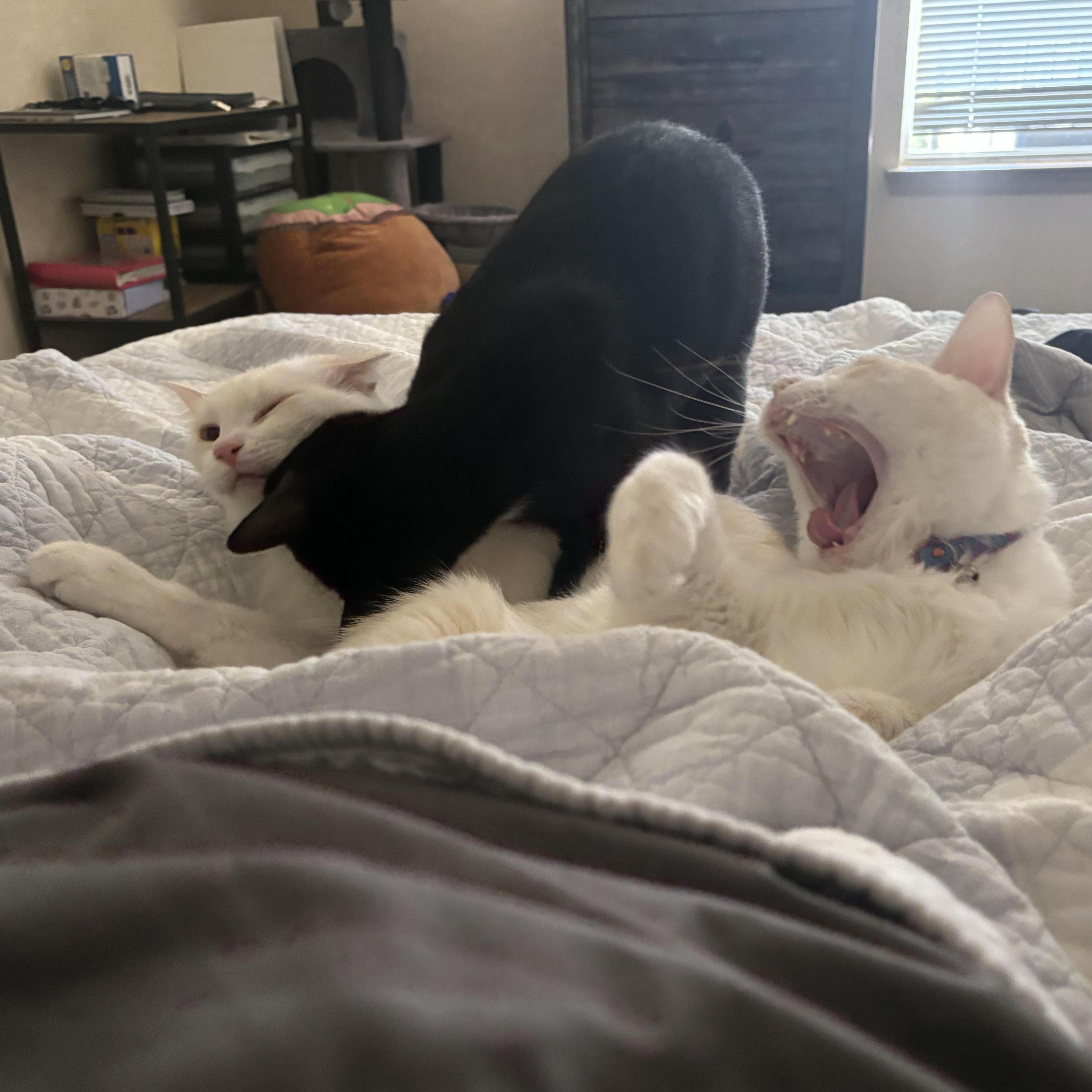 Horus decided he could handle Spark and Ember at the same time