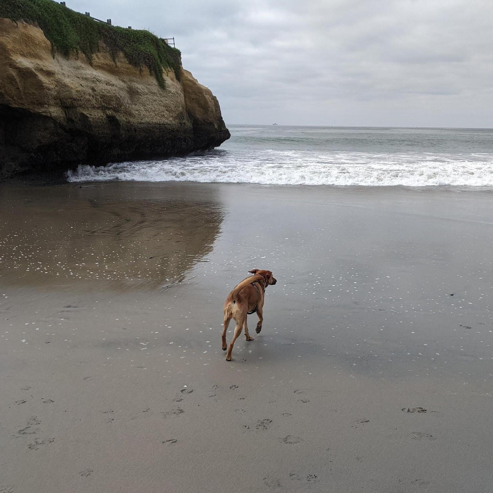 Santa Cruz, CA. Hailey's first time in the ocean!