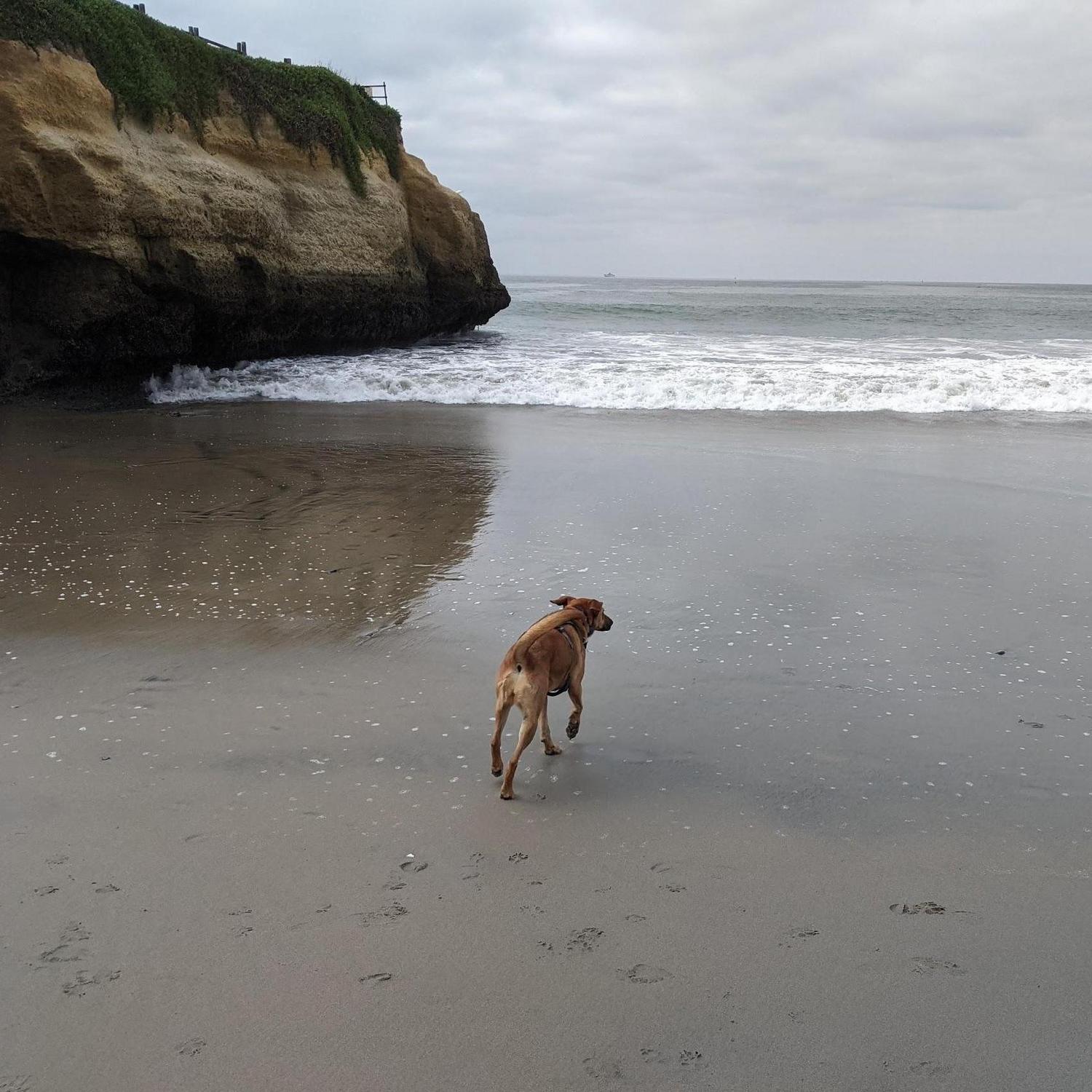 Santa Cruz, CA. Hailey's first time in the ocean!