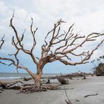 Driftwood Beach