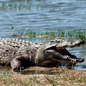 Crocodile Tour