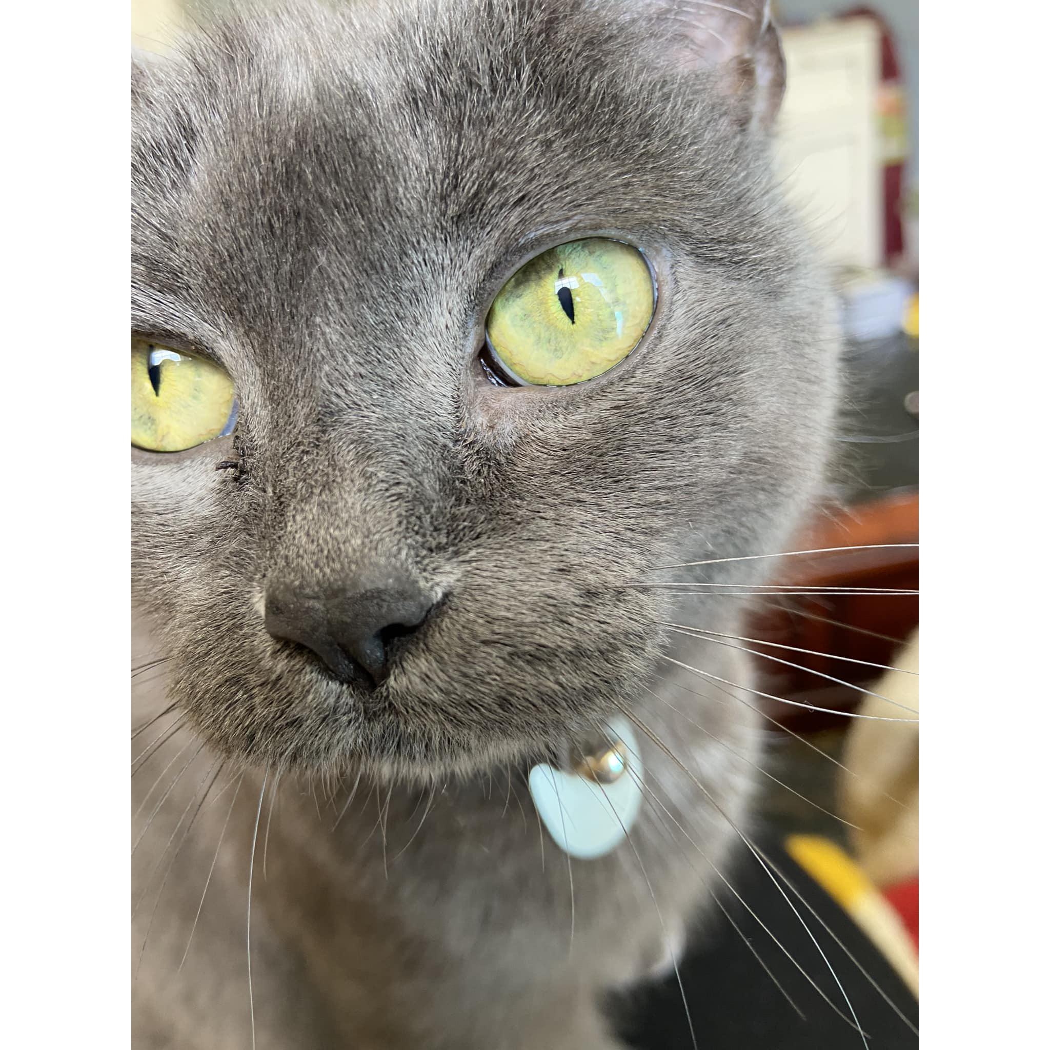 She won't be present, but our kitty deserves a spot in any photo gallery