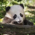 San Diego Zoo