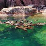 Isla Espíritu Santo and other Marine Life Tours: Humpbacks, Sealion and Whale Sharks