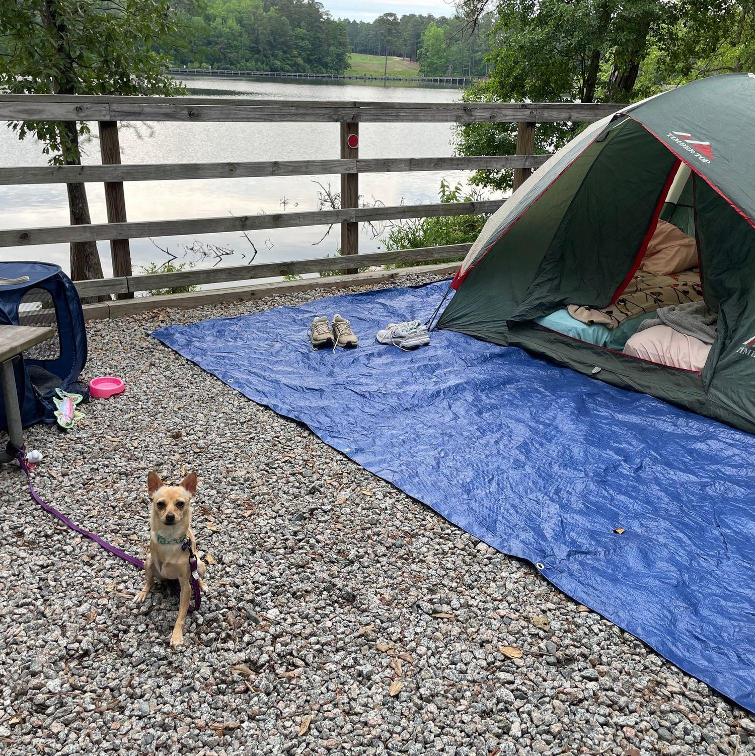 Stella's 1st camping trip!