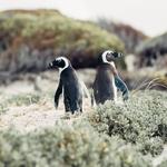 Boulders Beach