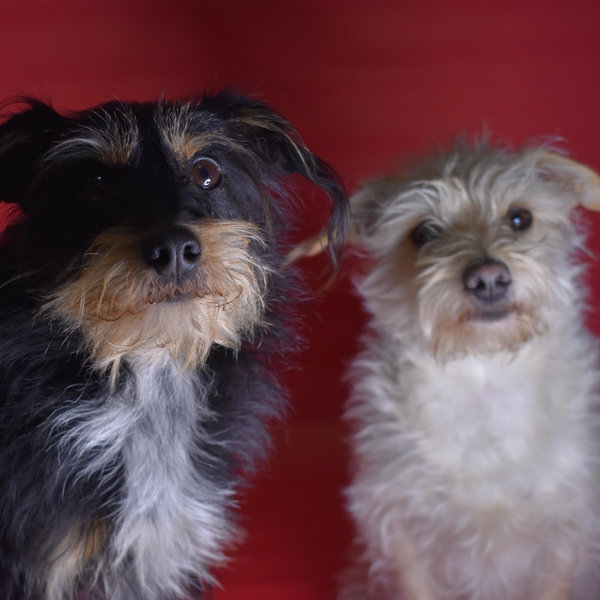 Our Pet Toy Fund