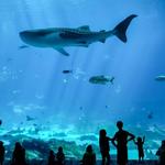 Georgia Aquarium