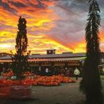 Bella Organic Farm