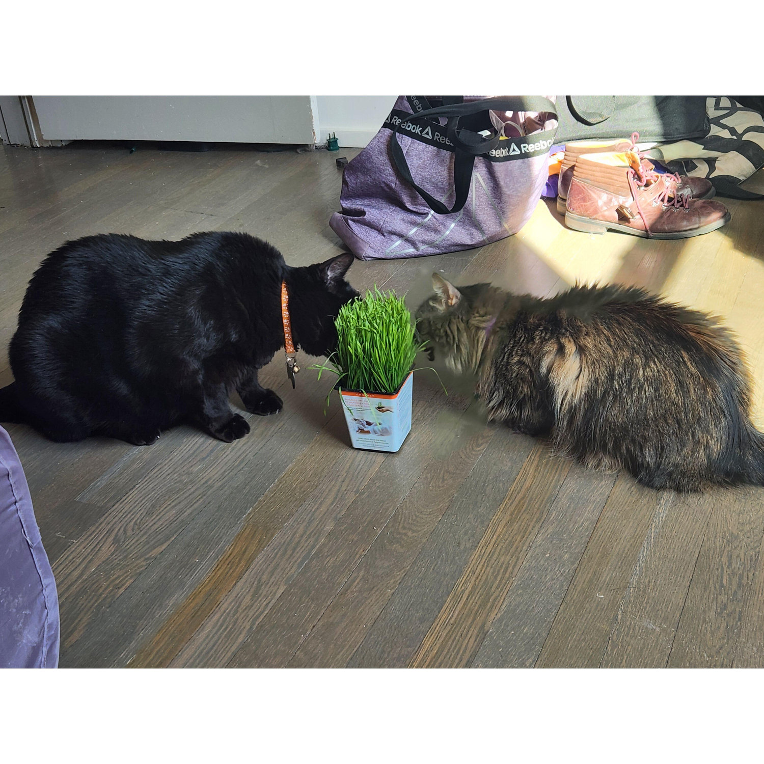 Colette and Buster learning to share