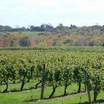 Stonington Vineyards