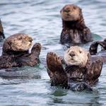 Monterey Bay Aquarium
