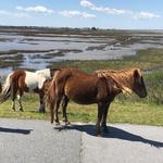 Assateague Island
